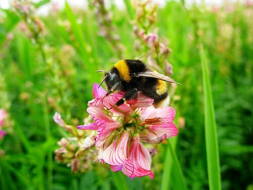 bee-flower