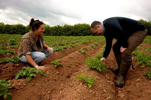 A man and woman kneel and crouch to inspect crops.