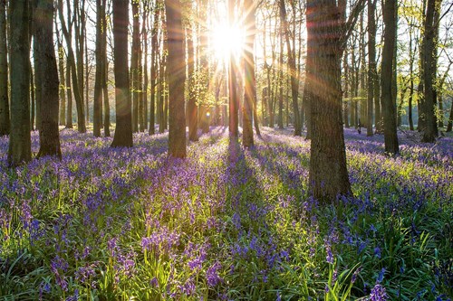 forest and flowers_certification_fsc ecosystem services_non_organic