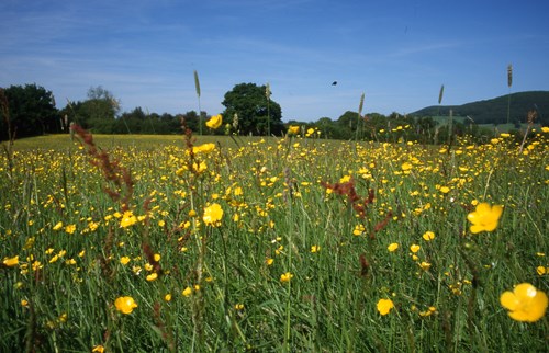 An uncut field of yellow buttercups and native grass seen from ground level. 