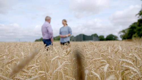 Two people stand in a wheat field, distant and out of focus.  