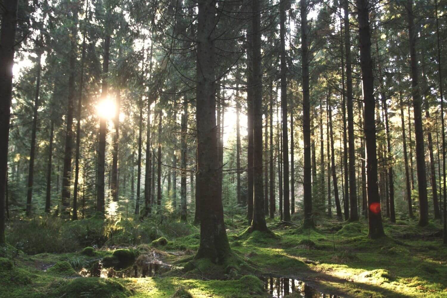 Sunlight filtering through tall trees