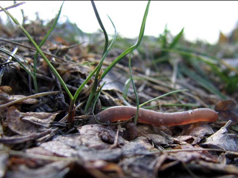Ground level view of a worm crawling through leaves and grass.