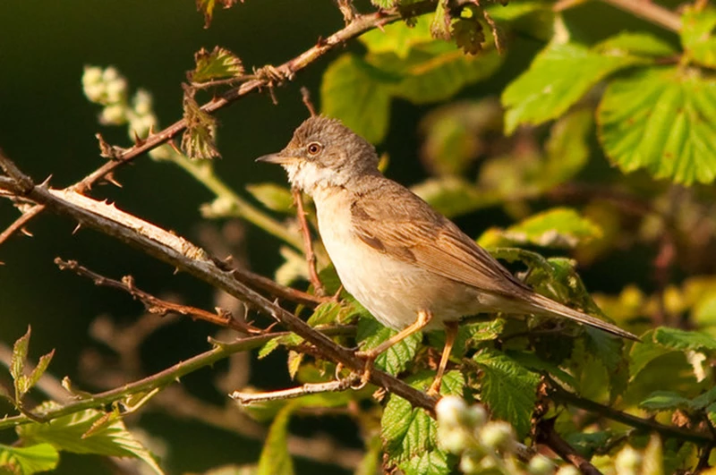 A common whitethroat bird sitting in hedgerow. 